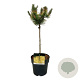 Pinus mugo 'Golden Glow' 40 cm stam 5,0L