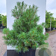 Pinus strobus 'Tiny Kurls' 30-40 cm 4,5L