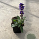 Salvia nem. 'Mainacht' GM P9