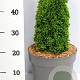 Thuja occ. 'Maks' 25-30 cm 4,5L