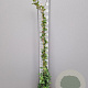 Trachelospermum jasminoides 125-150 cm 3,0L