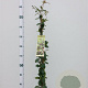 Trachelospermum jasminoides 125-150 cm 3,0L
