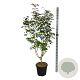 Acer Arctic Jade 175-200 cm 30L extra