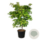 Acer Arctic Jade 175-200 cm cont. 90L extra