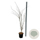 Acer pal. 'Summer Gold' 125-150 cm 15L