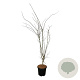 Acer pal. 'Summer Gold' 125-150 cm 15L