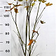 Acer pal. 'Summer Gold' 125-150 cm 15L