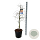 Acer Ice Dragon 150-175 cm 30L extra