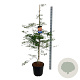 Acer Ice Dragon 150-175 cm 30L extra