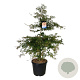 Acer Ice Dragon 150-175 cm cont. 55L extra