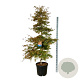 Acer Ice Dragon 200-225 cm cont. 55L extra