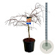 Acer Ice Dragon 80-100 cm 30L breed extra