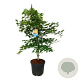 Acer North Wind 125-150 cm cont. 55L extra