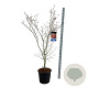 Acer North Wind 150-175 cm 30L extra