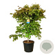 Acer North Wind 175-200 cm cont. 90L extra