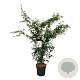 Acer palmatum 125-150 cm 15L