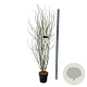 Acer palmatum 125-150 cm 15L
