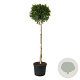 Betula p. Magical Globe 180 cm stam cont. 110L extra