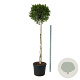 Betula p. Magical Globe 180 cm stam cont. 110L extra