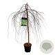 Betula p. 'Youngii' 120 cm stam 15L