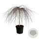 Betula p. 'Youngii' 120 cm stam cont. 90L extra