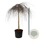 Betula p. 'Youngii' 180 cm stam cont. 130L extra