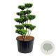 Buxus sempervirens 125-150 cm cont. 230L bonsai