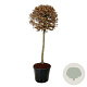Carpinus betulus 125 cm stam cont. 90L