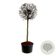 Carpinus betulus 200 cm stam cont. 500L