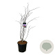 Cercis can. 'Forest Pansy' 125-150 cm 30L extra