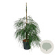 Chamaecyparis l. 'Drooping Solo' 125-150 cm 15L