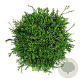 Chamaecyparis o. 'Gitte' 30-40 cm 6,5L