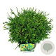 Chamaecyparis o. 'Gitte' 30-40 cm 6,5L