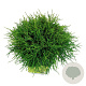Chamaecyparis p. 'Sungold' 30-40 cm 6,5L