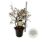 Corylus a. 'Contorta' 100-125 cm cont. 55L extra