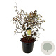 Corylus a. 'Contorta' 100-125 cm cont. 55L extra