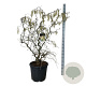 Corylus a. 'Contorta' 125-150 cm cont. 55L extra