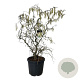 Corylus a. 'Contorta' 125-150 cm cont. 55L extra