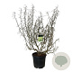 Corylus a. Medusa 150-175 cm cont. 55L extra