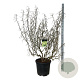 Corylus a. Medusa 150-175 cm cont. 55L extra