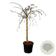 Corylus a. Purple Umbrella 120 cm stam cont. 55L extra