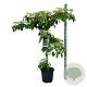 Cornus controversa 'Pagoda' 150-175 cm 30L extra