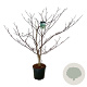 Cornus controversa 'Pagoda' 150-175 cm 30L extra