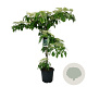 Cornus controversa 'Pagoda' 150-175 cm 30L extra