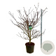 Cornus controversa 'Pagoda' 150-175 cm cont. 55L extra