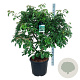 Cornus controversa 'Pagoda' 150-175 cm cont. 55L extra