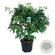 Cornus controversa 'Pagoda' 150-175 cm cont. 55L extra