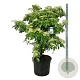 Cornus controversa 'Pagoda' 150-175 cm cont. 90L extra