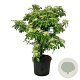 Cornus controversa 'Pagoda' 150-175 cm cont. 90L extra