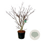 Cornus controversa 'Pagoda' 175-200 cm cont. 90L extra